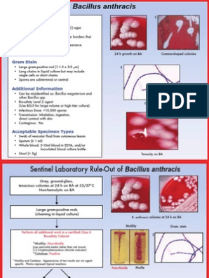 Реферат: Bacillus Anthracis Essay Research Paper Bacillus AnthracisRobert